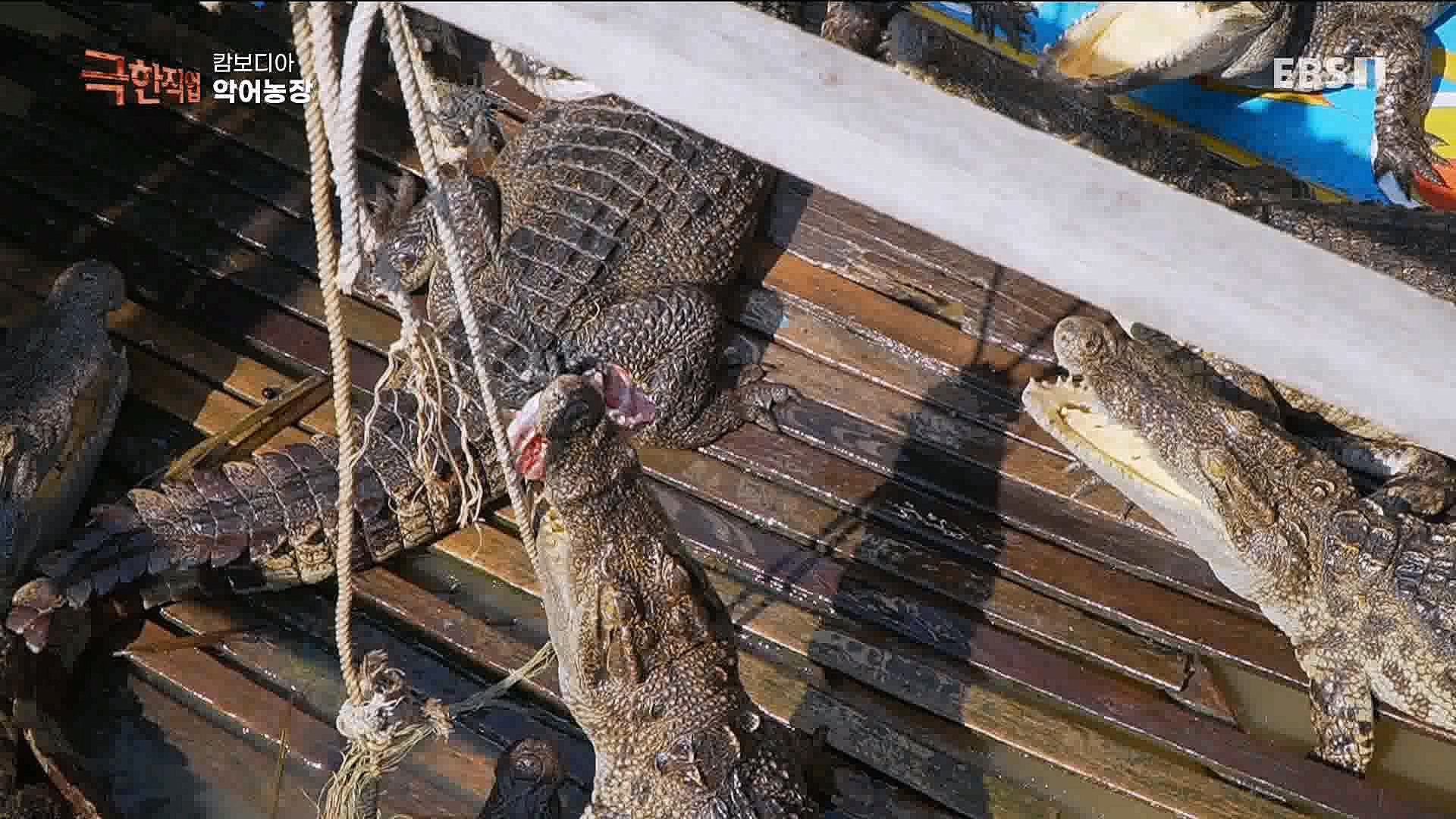 캄보디아 악어농장 230325.mp4_20230327_194950.320.jpg