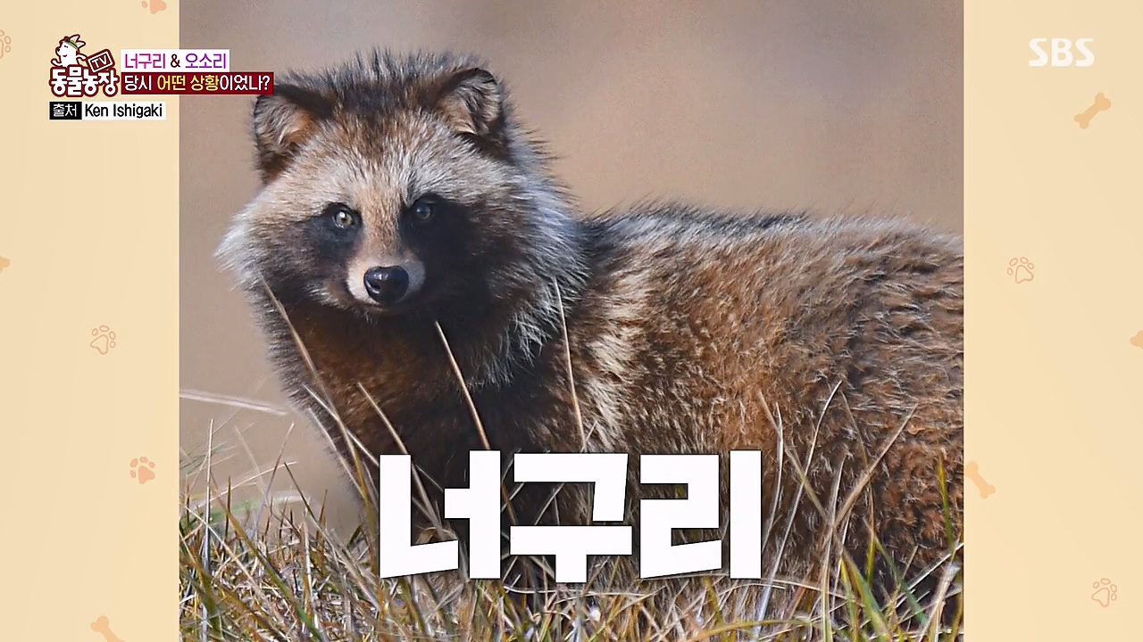 TV 동물농장.E1172.240520p-NEXT.mp4_20240519_163634.000.jpg