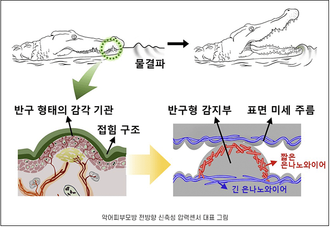 POSTECH-울산대 연구팀&#44; 악어 피부같은 감각 감지 가능 전자피부 기술 개발