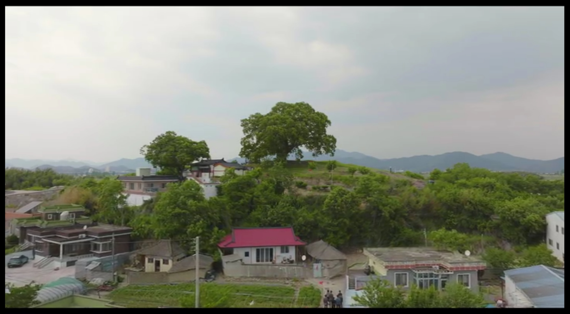 이상한 변호사 우영우 드라마 촬영지 (팽나무, 웨딩, 낙조, 제주도) 제주 돌고래 출몰지역 스팟