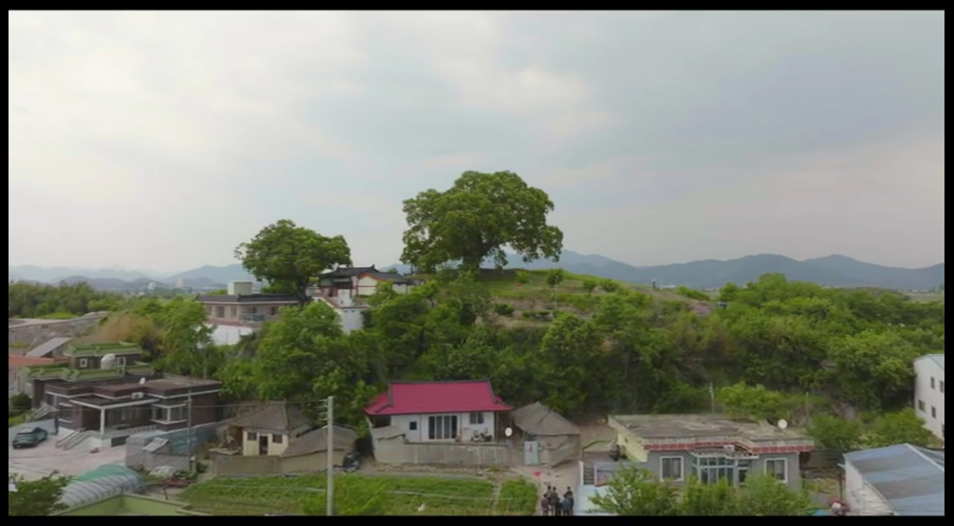 이상한 변호사 우영우 드라마 촬영지 (팽나무&#44; 웨딩&#44; 낙조&#44; 제주도) 제주 돌고래 출몰지역 스팟