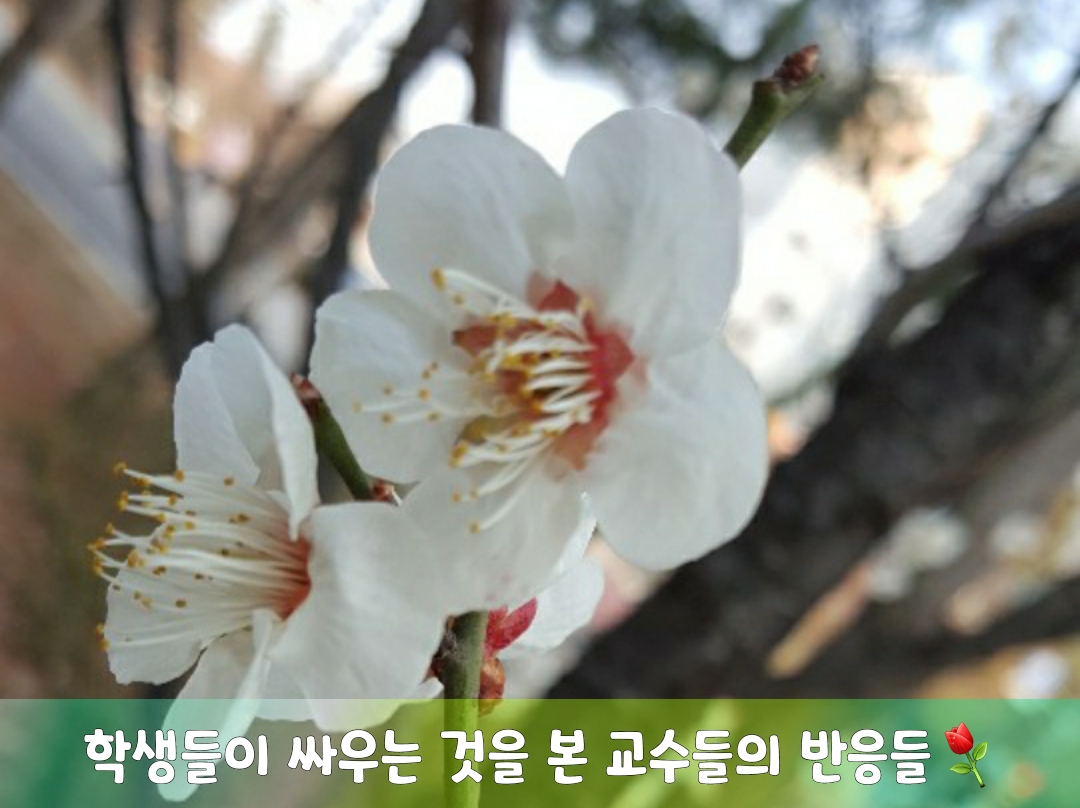  좋은글]학생들이 싸우는 것을 본 교수들의 반응들