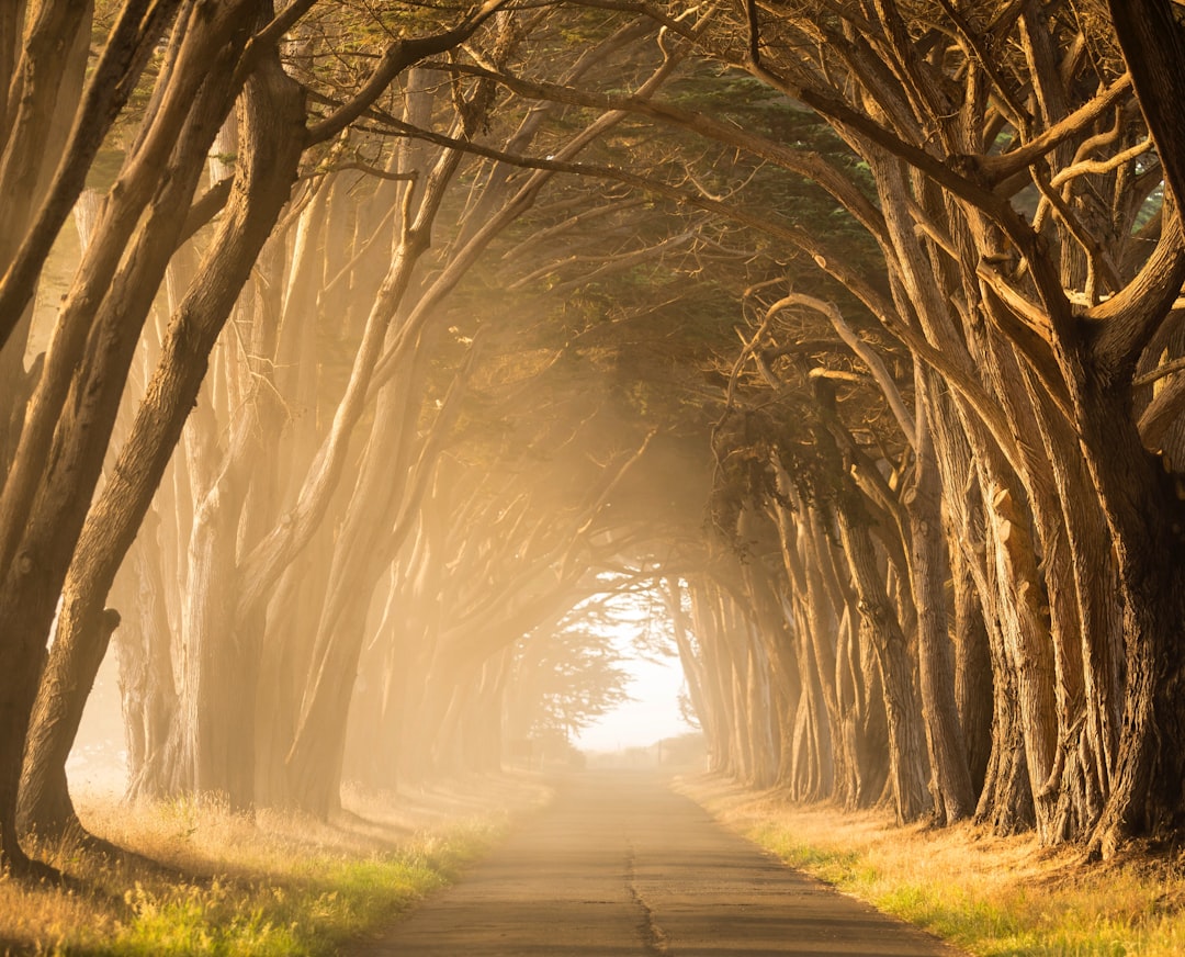 Path
