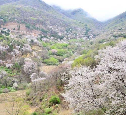  금산 산벚꽃 축제 