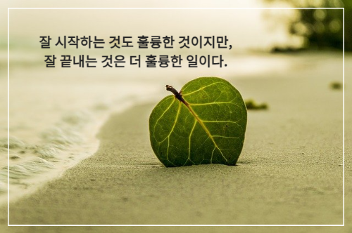바닷가 모래에 꽂혀 있는 나뭇잎