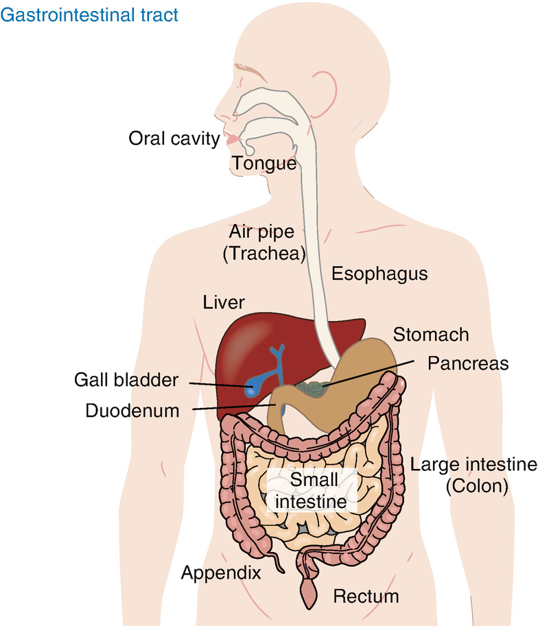 intestine 장
