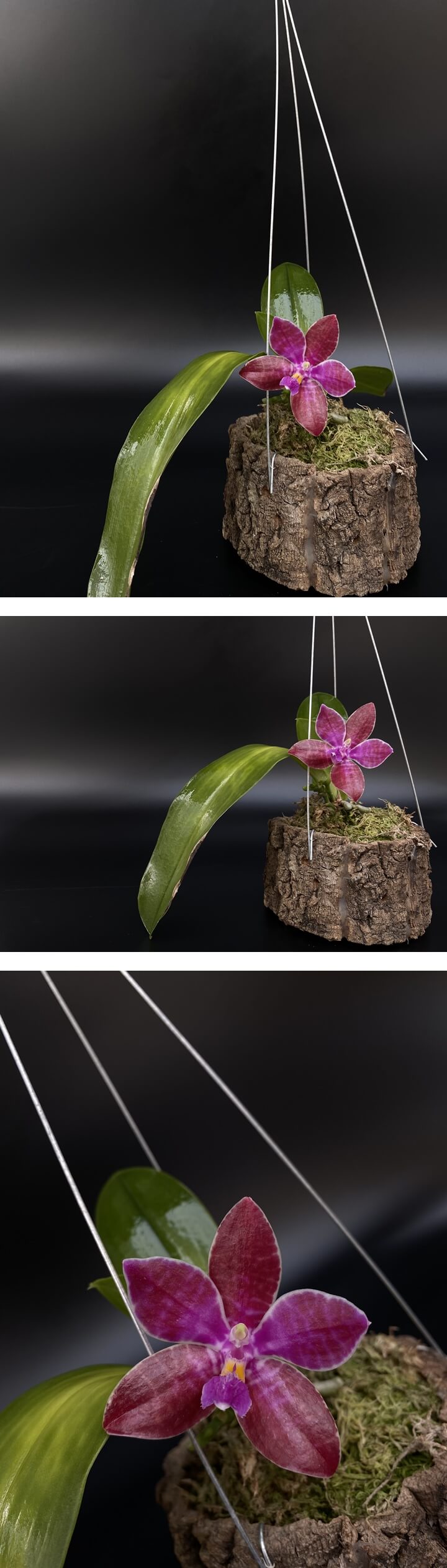 Phalaenopsis&nbsp;lueddemanniana 호접란 루에데마니아나 사진