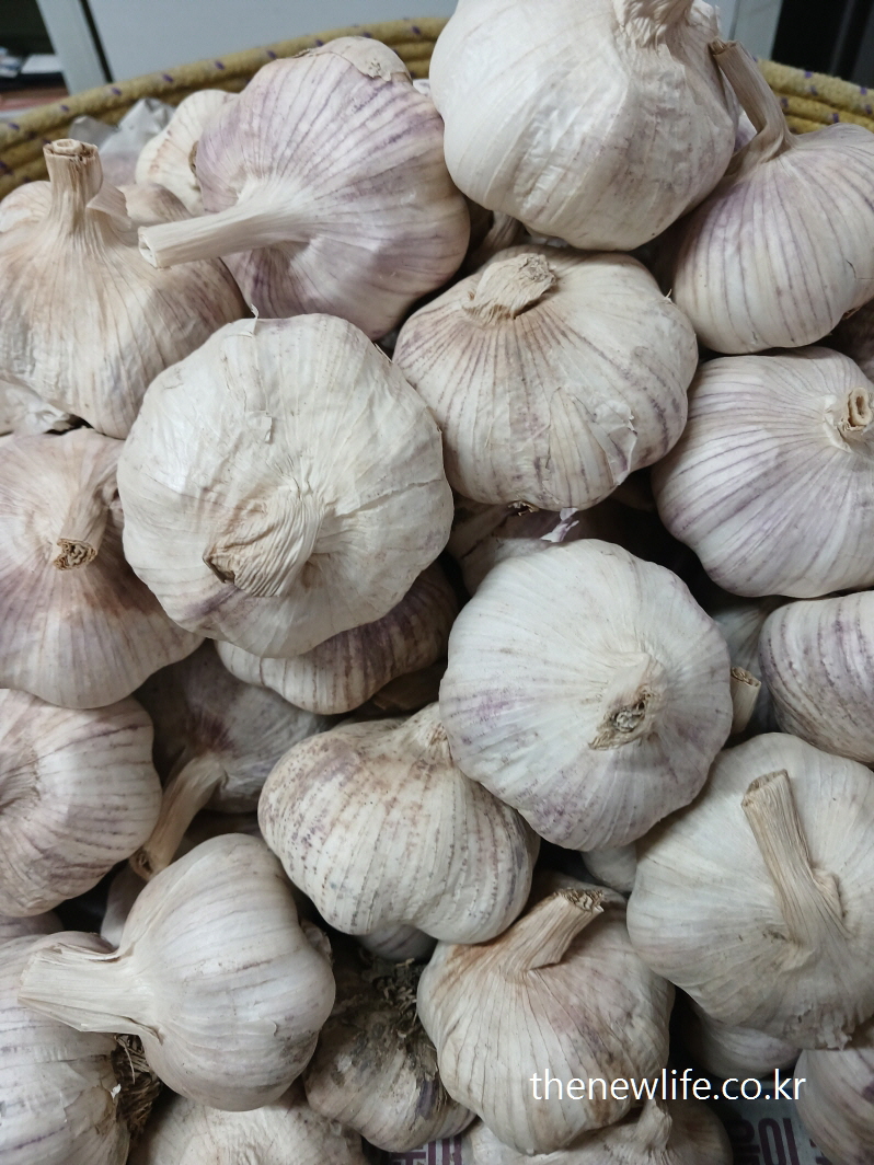 Whole garlic bulbs stacked in a traditional market basket-재래시장 바구니에 쌓인 통마늘