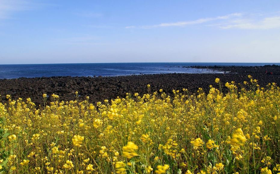 제주도 사진