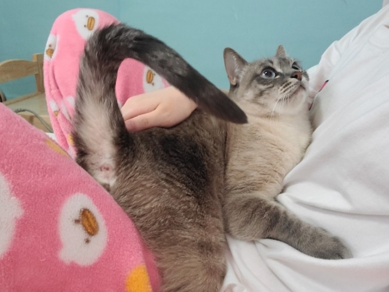 샴 고양이 털빠짐 샴고양이 종류와 4