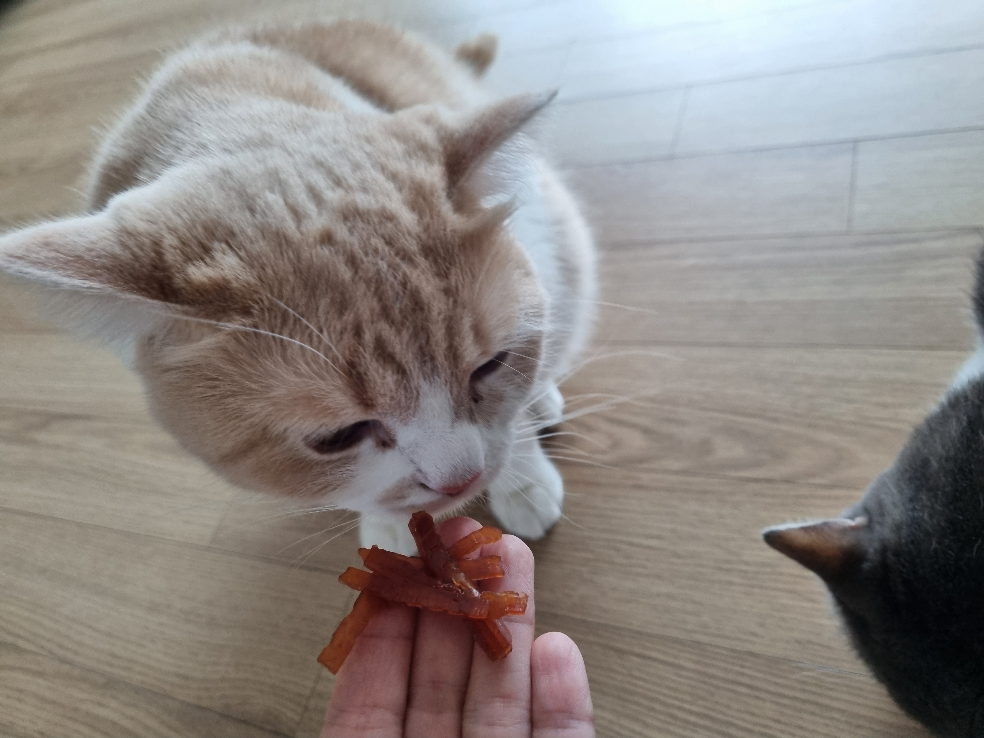  고양이 스틱 슬라이스 간식 칸타나 데일리트릿 후기