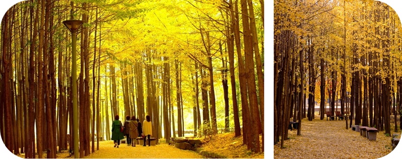 뚝섬-서울숲-노랑-은행나무-단풍-가로수길