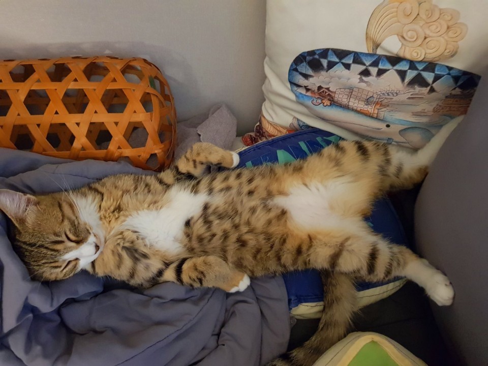  고양이 혼자 두기 며칠까지 가능할까?