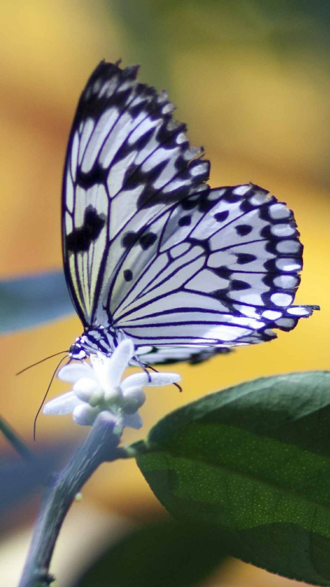 Butterfly Animal iPhone Wallpaper