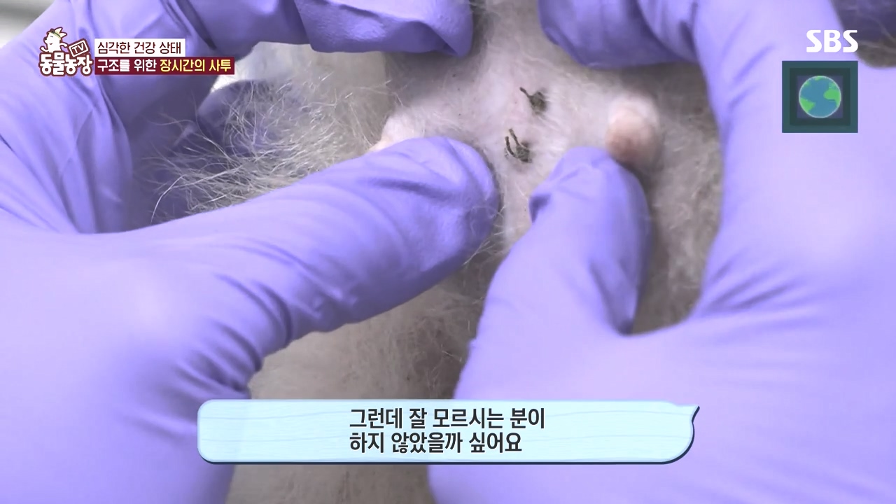 TV 동물농장.E1142.231023p-NEXT.mp4_20231022_172834.553.jpg