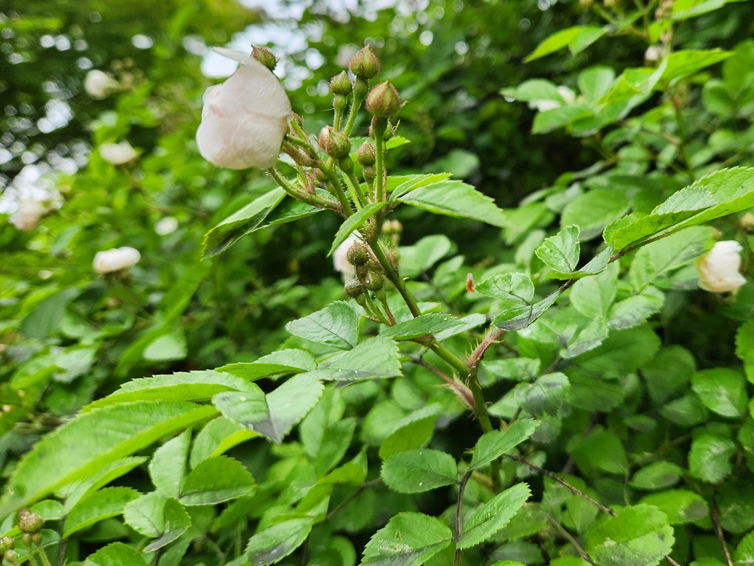 찔레꽃