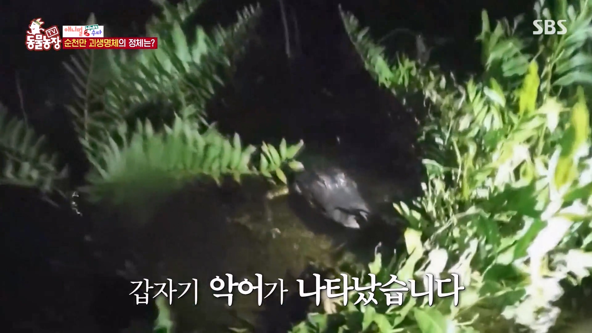 TV 동물농장.E1164.240324p-NEXT.mp4_20240324_170419.608.jpg