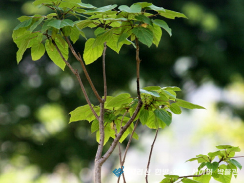  [개오동 Catalpa ovata G. DON.]