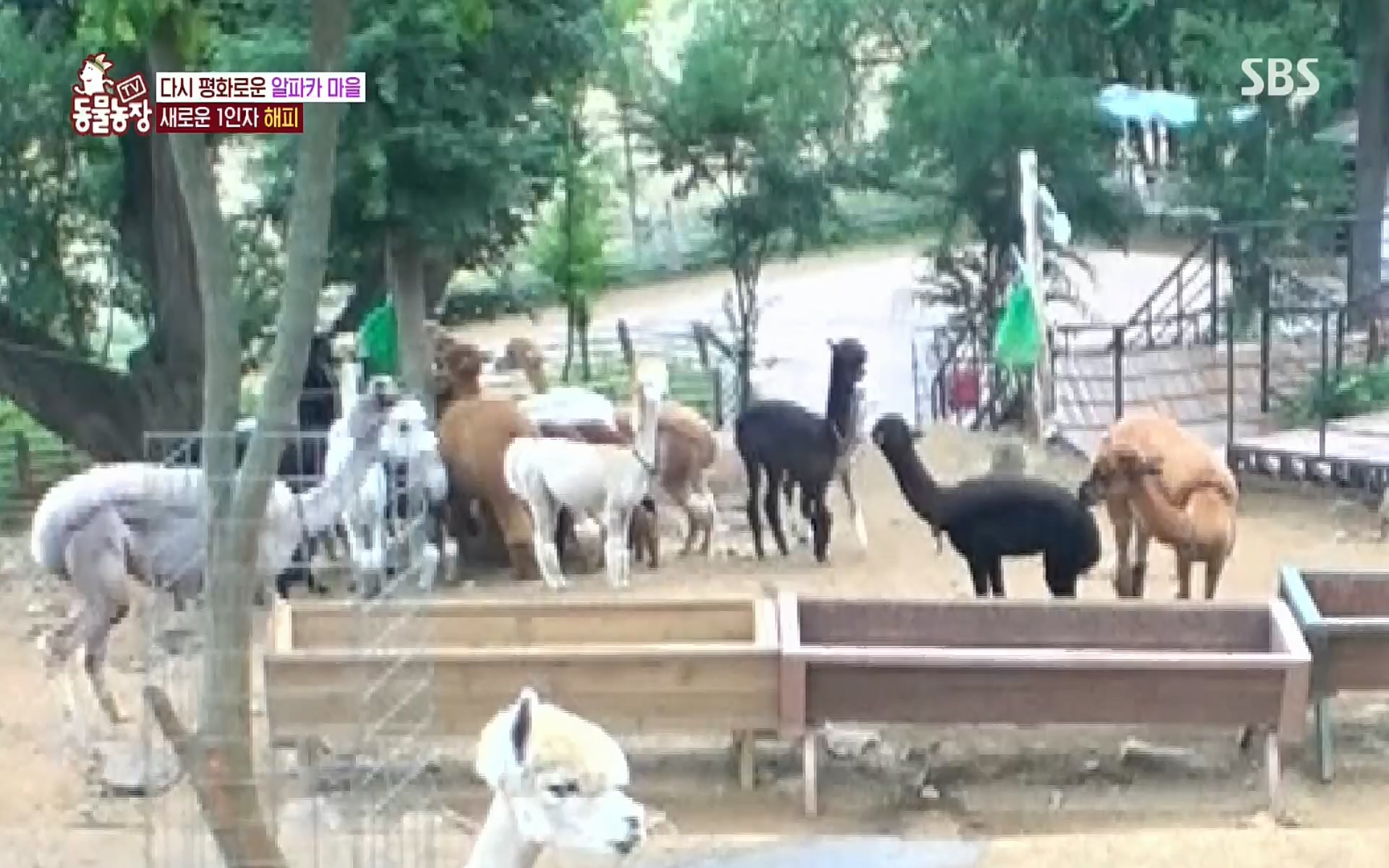 TV 동물농장.E1078.220717p.H264-F1RST.mp4_20220717_151156.124.jpg