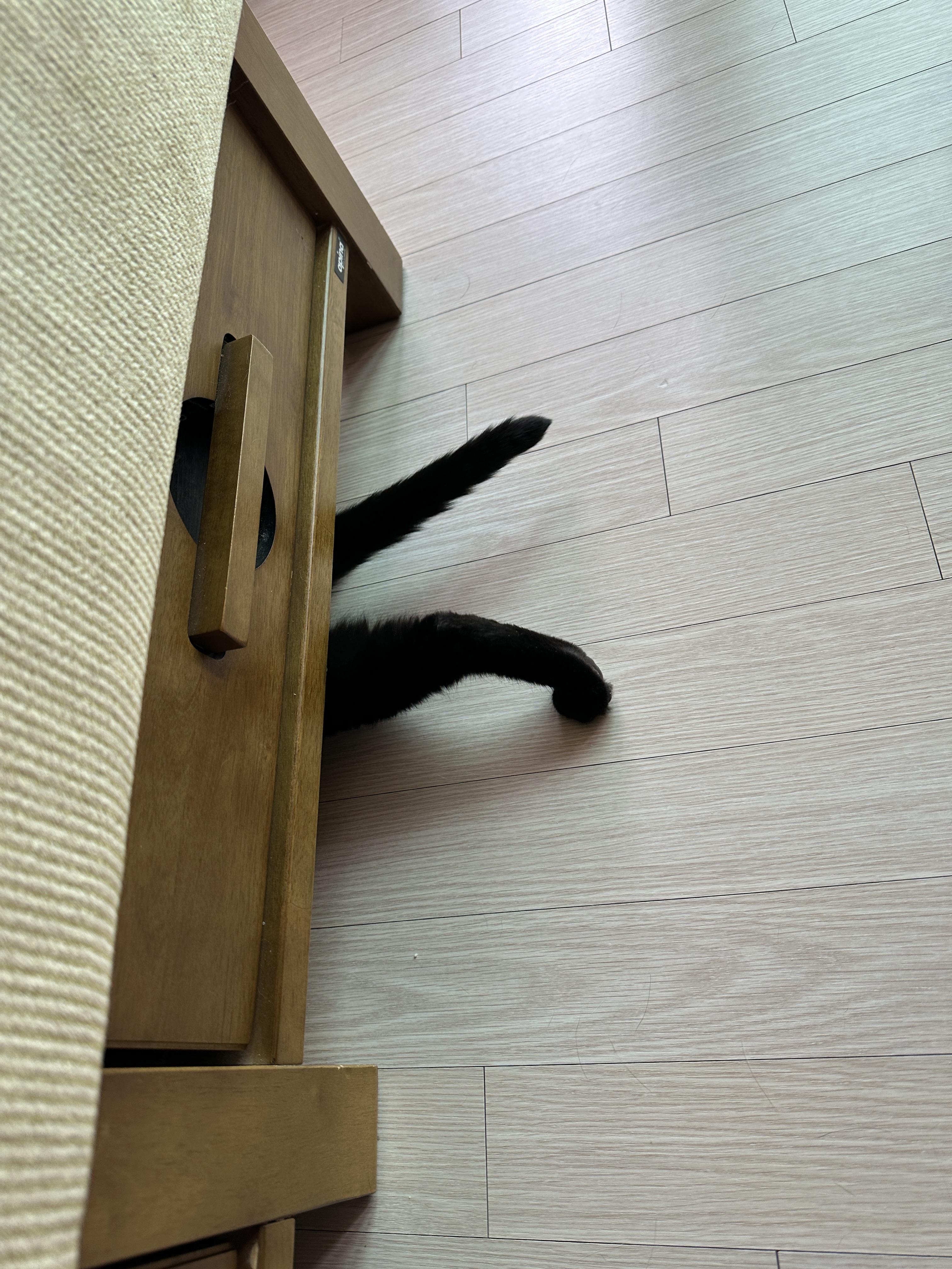 똑똑한 고양이 건이가 소파 아래에 들어가는 방법
