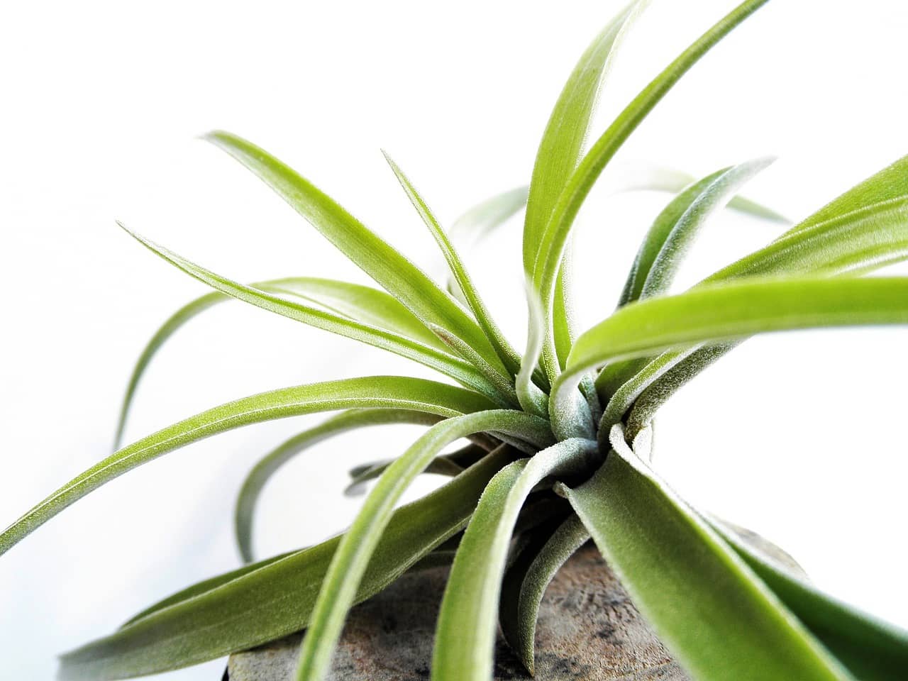 틸란드시아 키우는 법 – 공중식물 관리 가이드 - Indoor Plant Selection Tips for Beginners