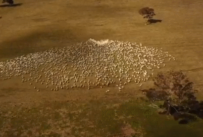  양치기가 세상 떠난 이모 그리움으로 '양떼로 만든 하트' Farmer Herds Sheep Into a Heart Shape To Express His Love and Grief
