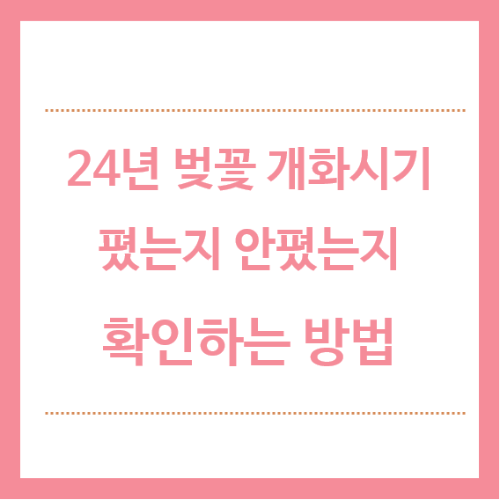 24년-벚꽃-개화시기-폈는지안폈는지-확인방법