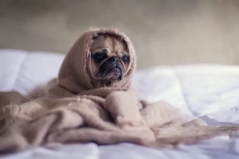 담요를 두르고 있는 퍼그 강아지가 먼 곳을 응시하며 멍한 표정을 짓고 있다.