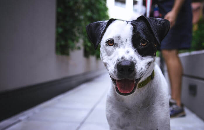 검은색과 흰색의 털을 가진 개 한마리가 기분이 좋은 듯 입을 벌리고 웃고 있는 모습