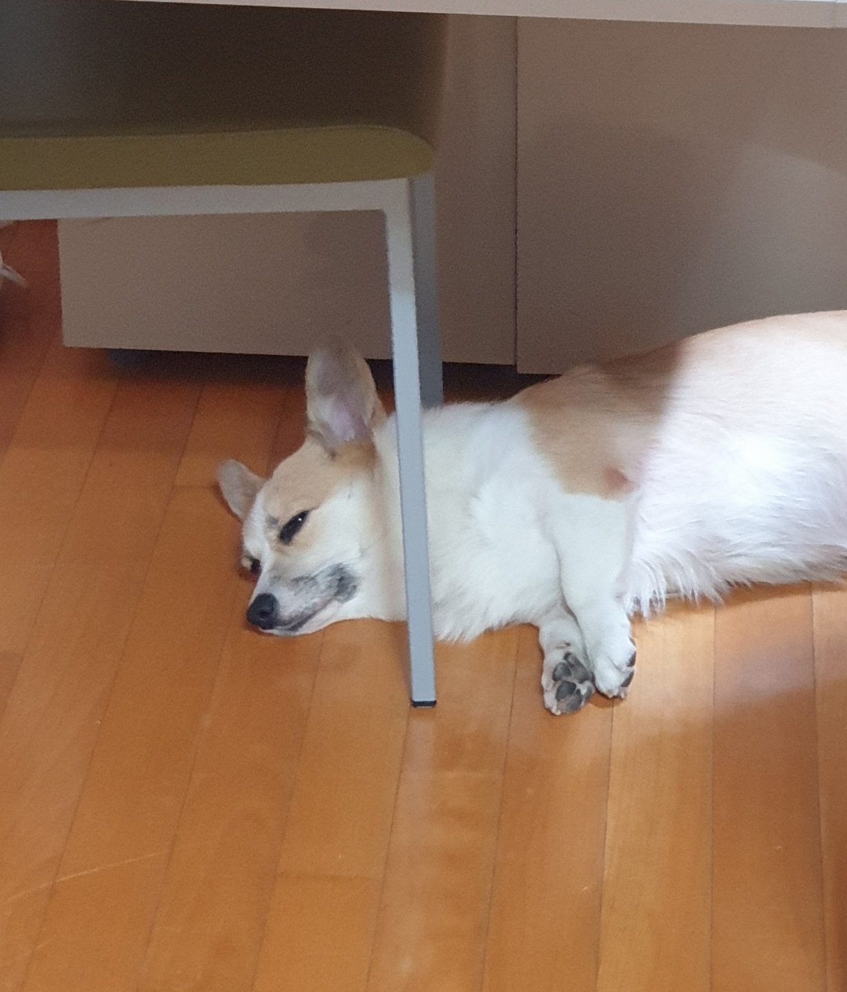  귀곰팡이증 치료 : 이어폰 끼는 습관, 귀파는 습관의 위험성(일명 외이도 진균증, 귀무좀의 원인)