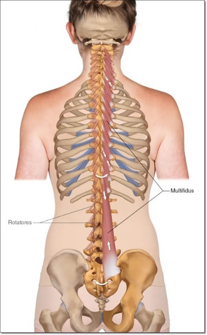 다열근과 회선근이 나와있는 근육으로 가장 심부의 척추근육을 보여주는 사진