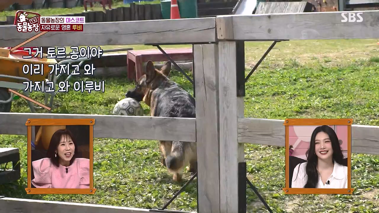 TV 동물농장.E1176.240617p-NEXT.mp4_20240616_171018.906.jpg