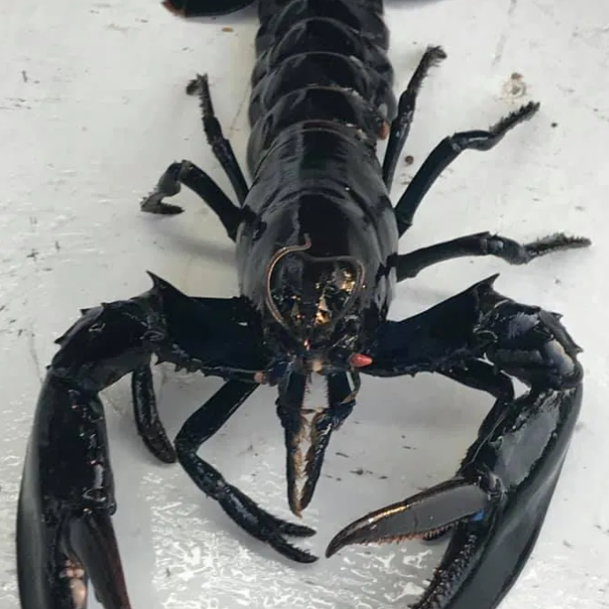  바닷가재 이야기(바닷가재가 성장하는 방법)