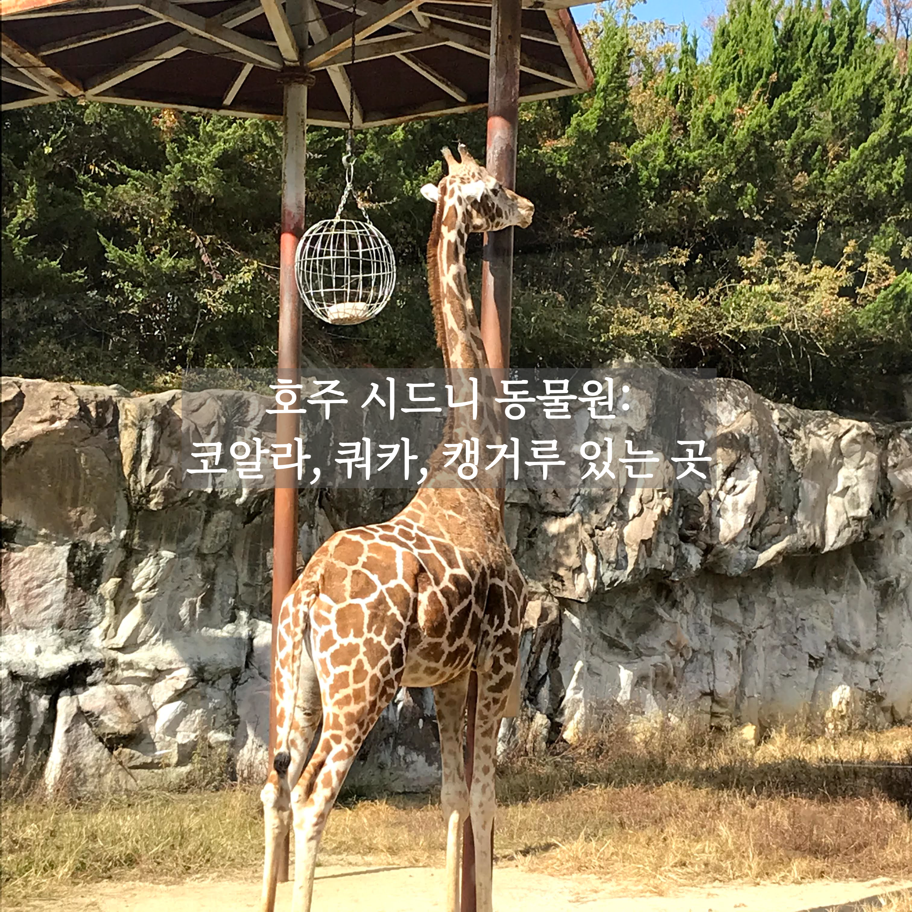 호주 시드니 동물원에 대한 모든 것