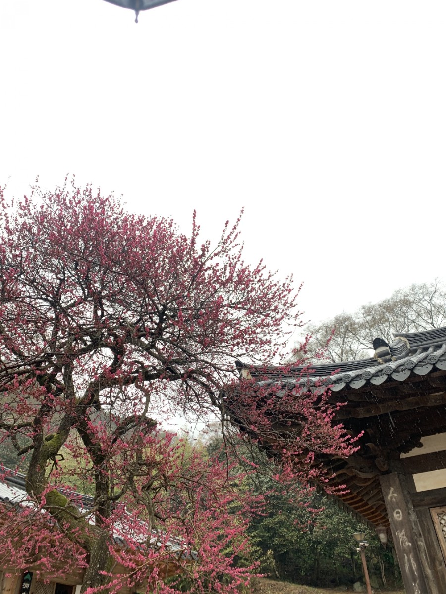 화엄사 1