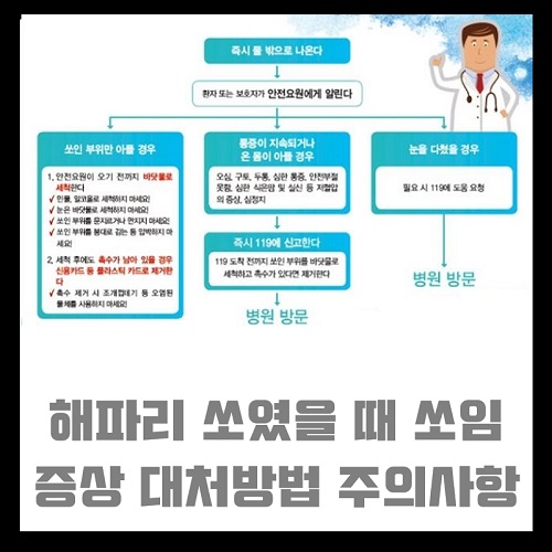 해파리 쏘였을때 해파리 쏘임 증상 응급처치 대처방법 바르는 약 주의사항