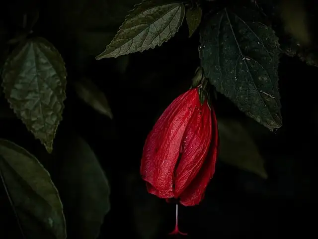 산림식물학