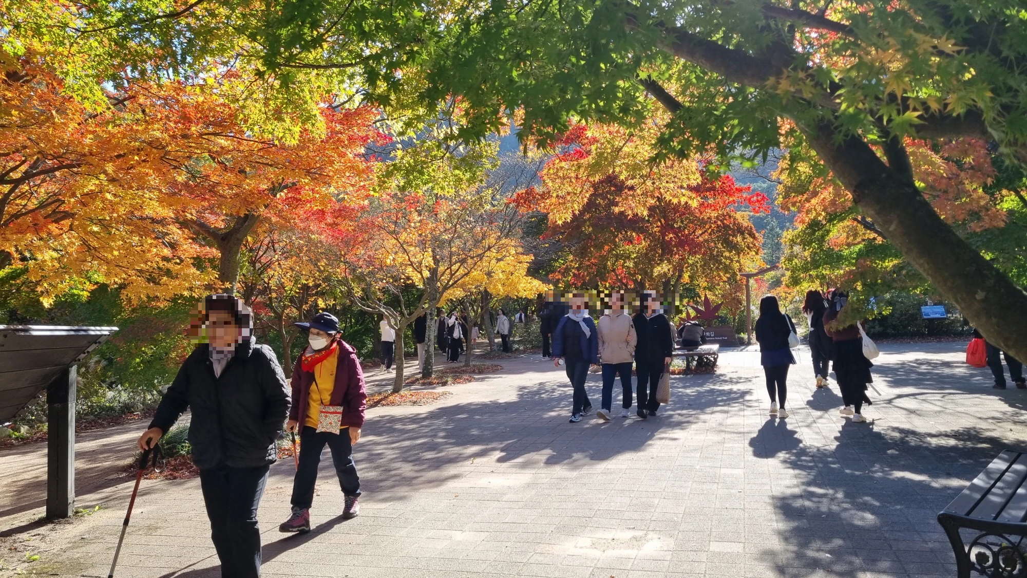 내장산 매표소 근처 단풍 모습