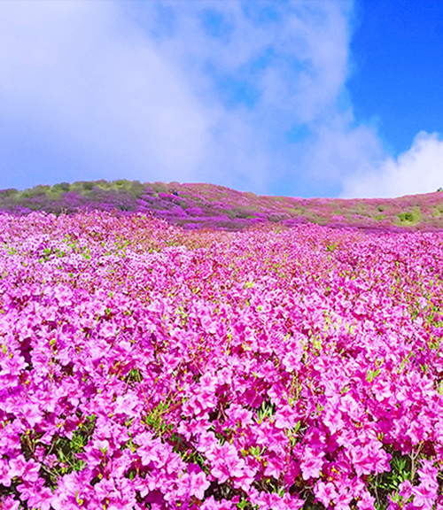 2025년 황매산철쭉제 ...관련, 황매산 철쭉꽃 사진