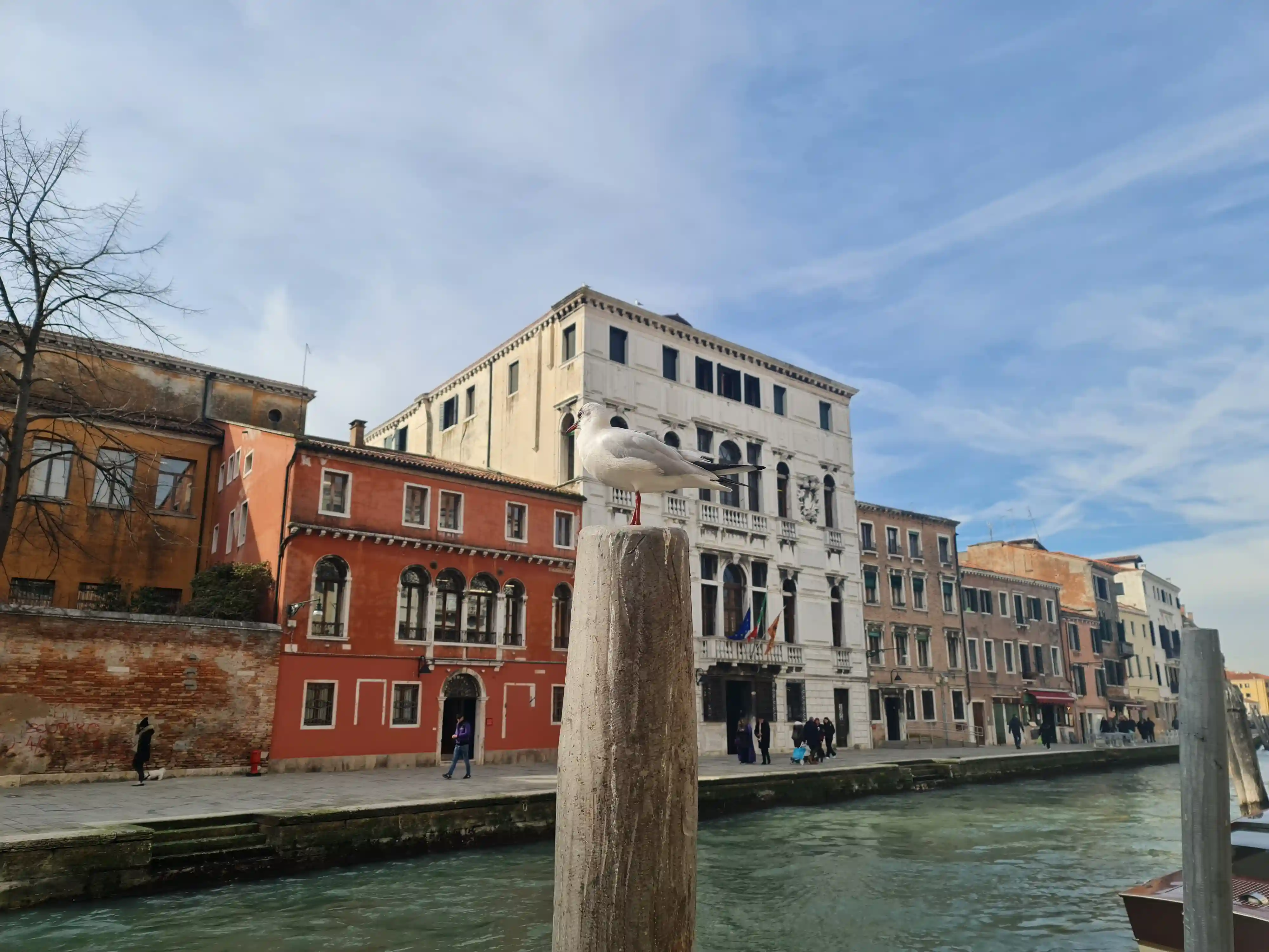 베네치아 갈매기사진