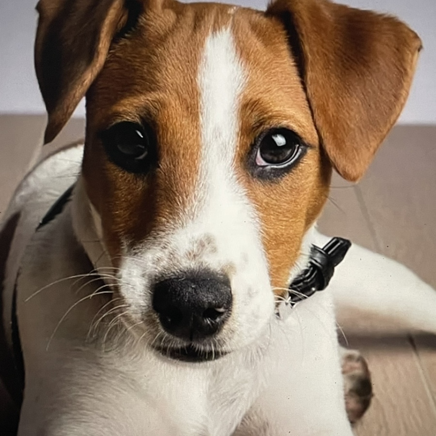 러셀테리어 성격과 털이 활발한 강아지 종류 잭 8