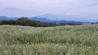 2025 제주도 웨이뷰 메밀꽃밭 축제에서 웨이뷰로 사랑하는 사람들과 행복한 시간 보내기_5