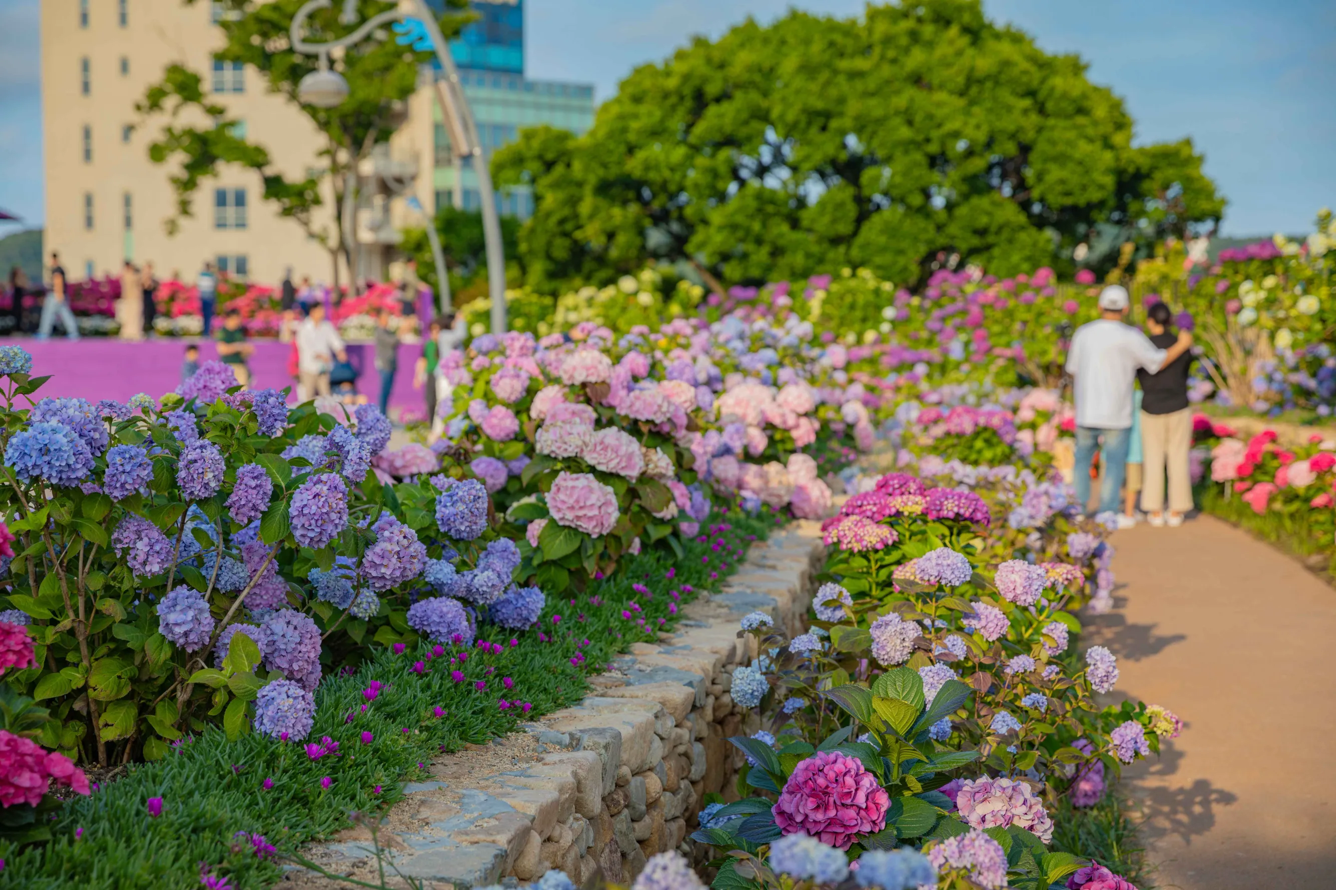 장생포 수국축제 ⓒ한국관광공사 포토코리아-박장