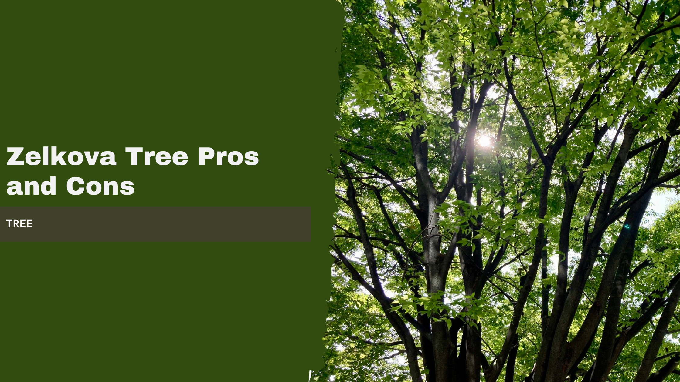 Zelkova Tree Pros and Cons