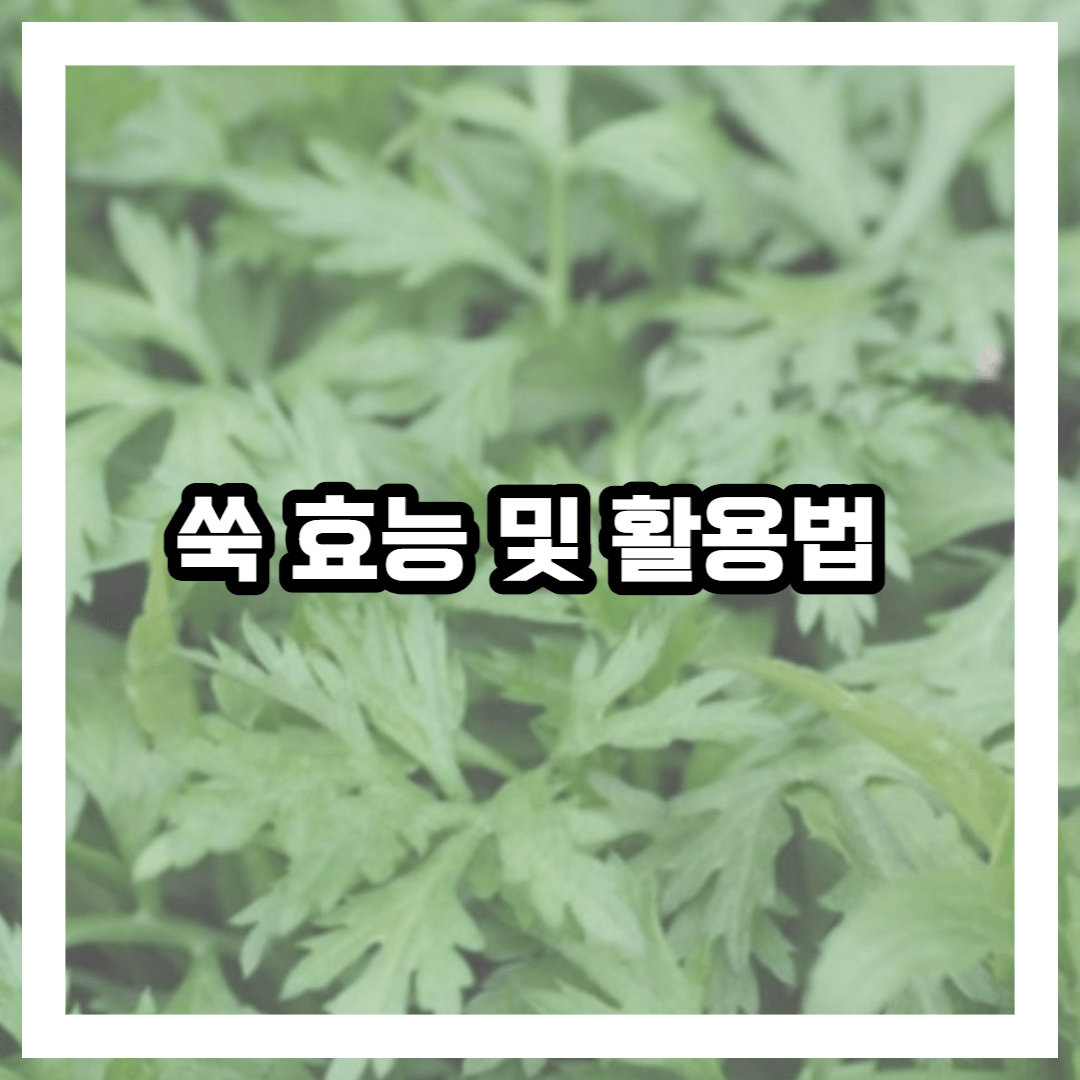쑥 특징 성분 효능 활용법 부작용 총정리