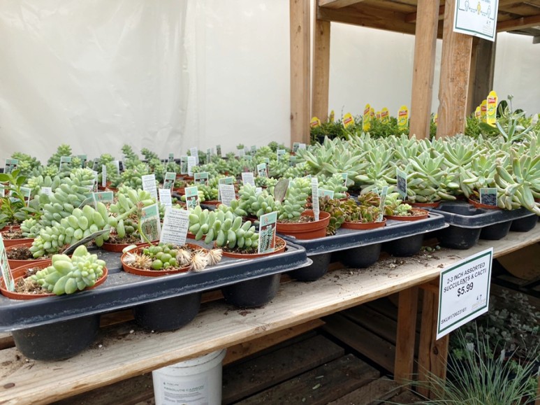 이름 가격도 같이 알아봐요. 예쁜 다육이 종류 22