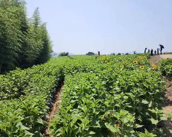 강주 해바라기 축제_18