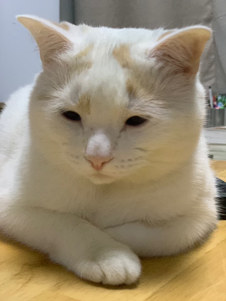  고양이의 의사표현 방법, 고양이 바디랭귀지