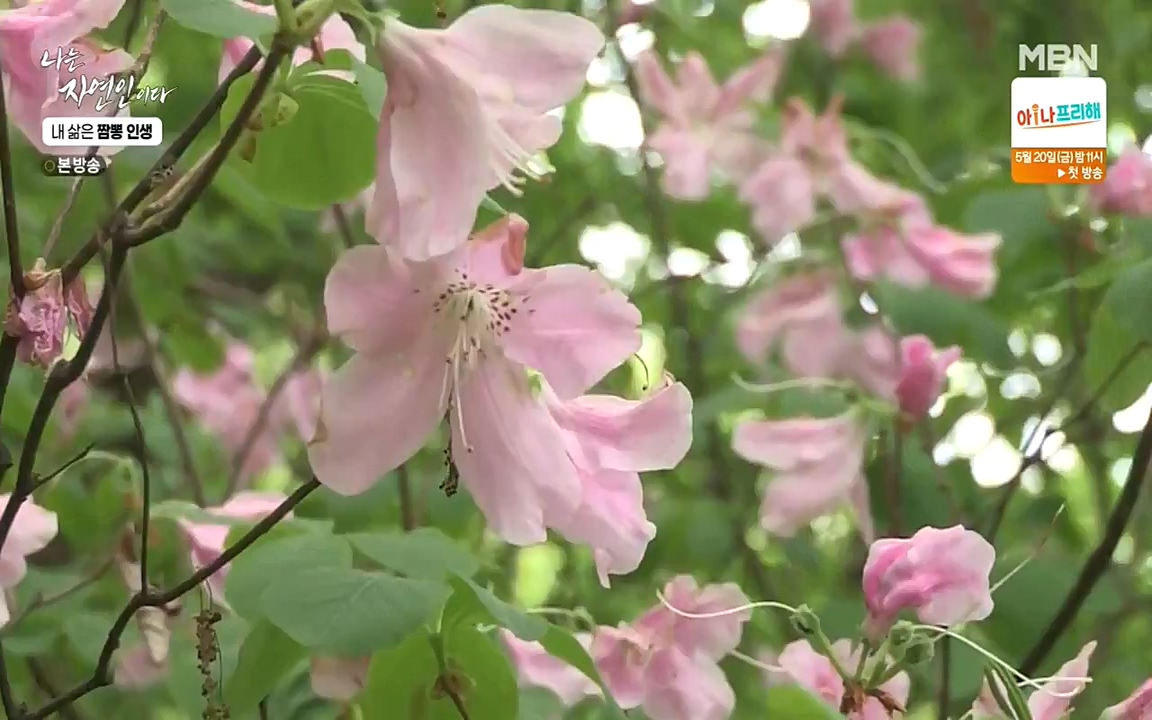 나는 자연인이다.E502.220519p-NEXT.mp4_20220519_182344.482.jpg