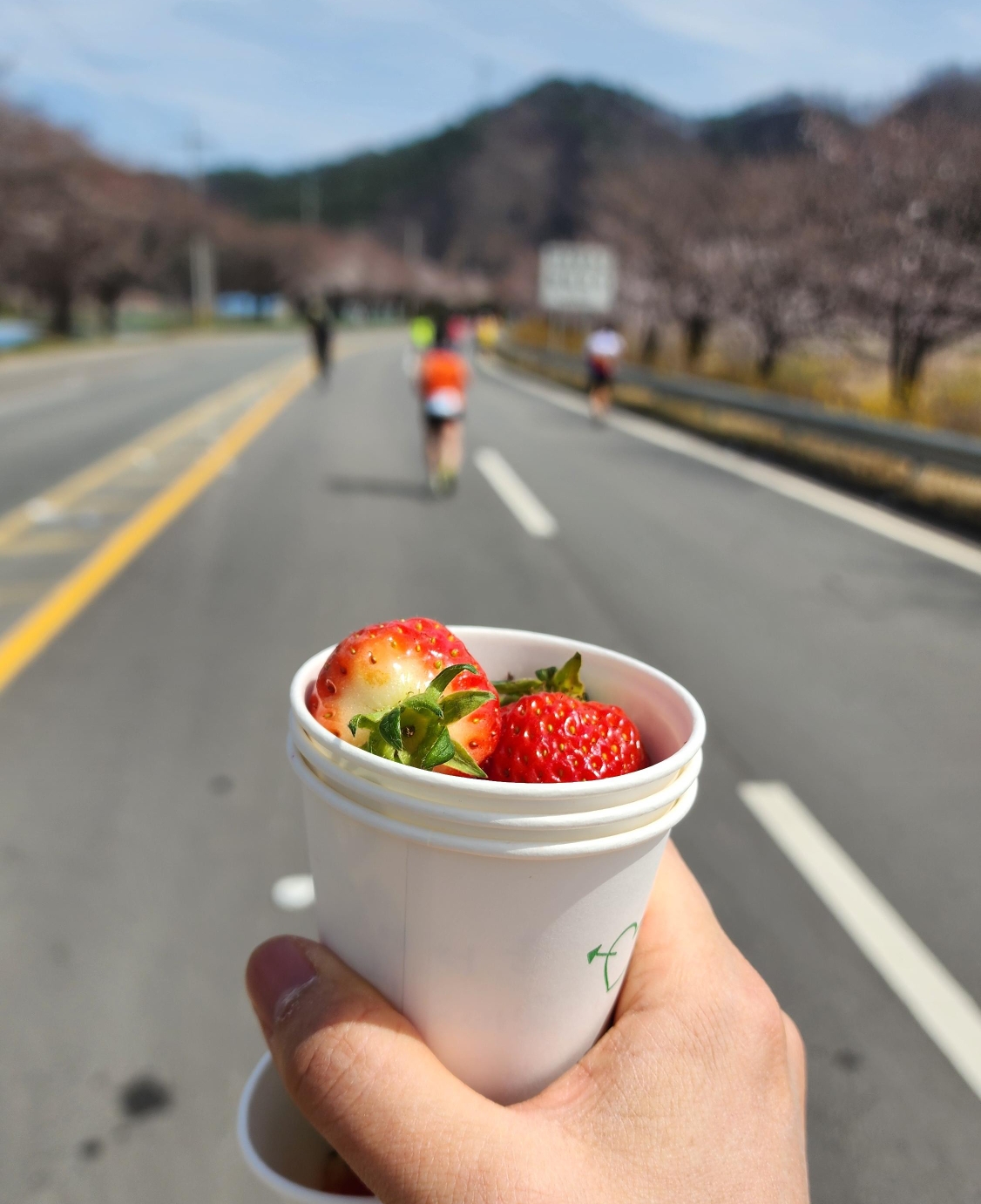 벚꽃다례 이미지